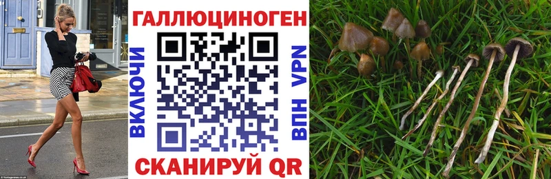 где купить наркотик МЕГА маркетплейс Псилоцибиновые грибы Cubensis Ачинск