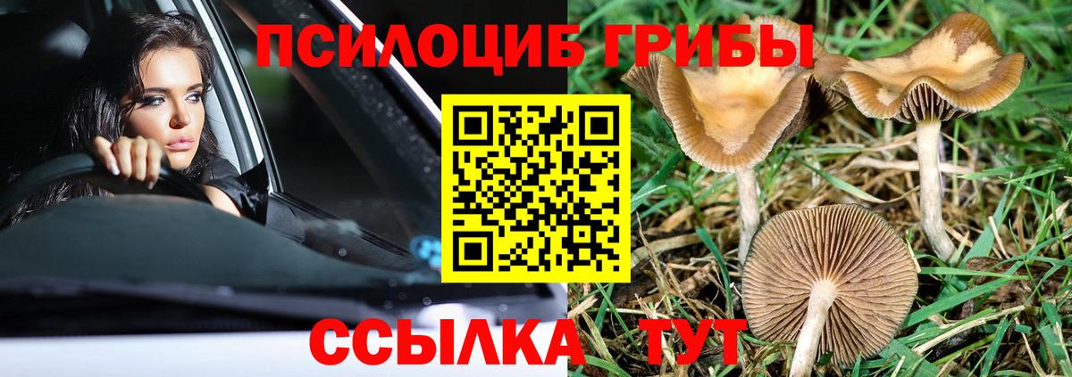 Псилоцибиновые грибы Cubensis  Вход с VPN  Ачинск 